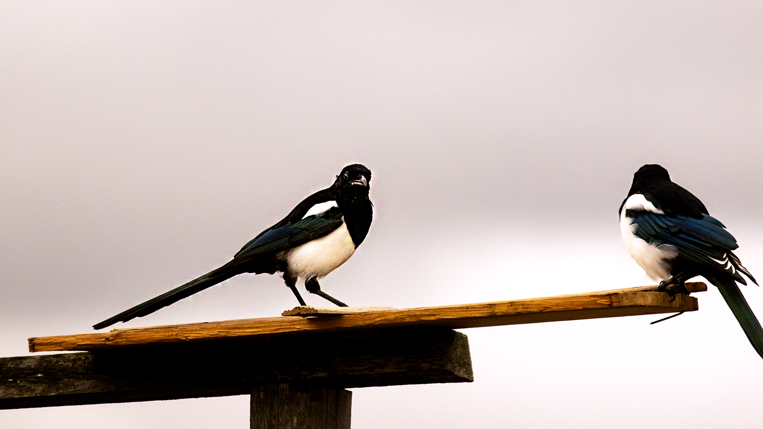 Eurasian Magpie